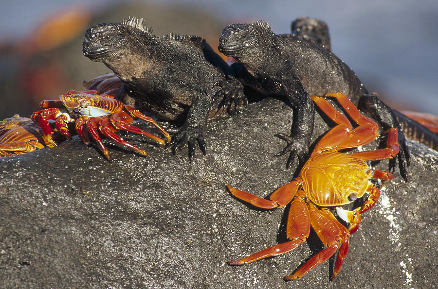 Sally Lightfoot Crabs And Marine Photograph by Tui De Roy