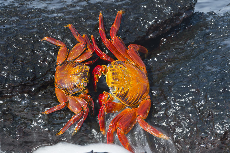Sally Lightfoot Crabs Galapagos Islands Photograph by Tui De Roy