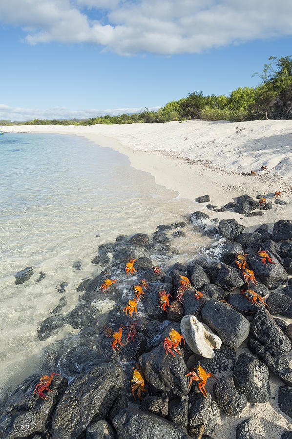 Sally Lightfoot Crabs On Coastal Rocks Photograph by Tui De Roy