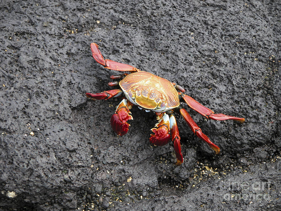 Sallylightfoot Crab Grapsus grapsus Photograph by Liz Leyden