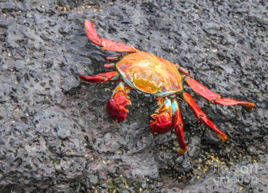 Wildlife Digital Art - Sallylightfoot crab by Liz Leyden