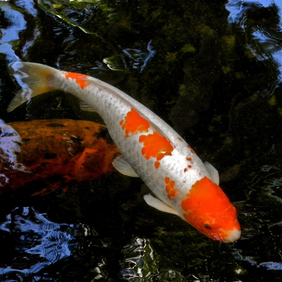 Salmon and White Koi Photograph by Kirsten Giving