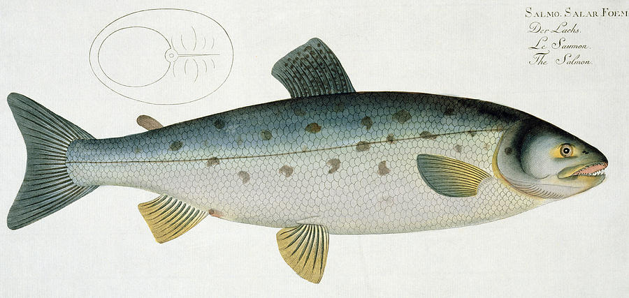 Andreas Ludwig Kruger Painting - Salmon by Andreas Ludwig Kruger