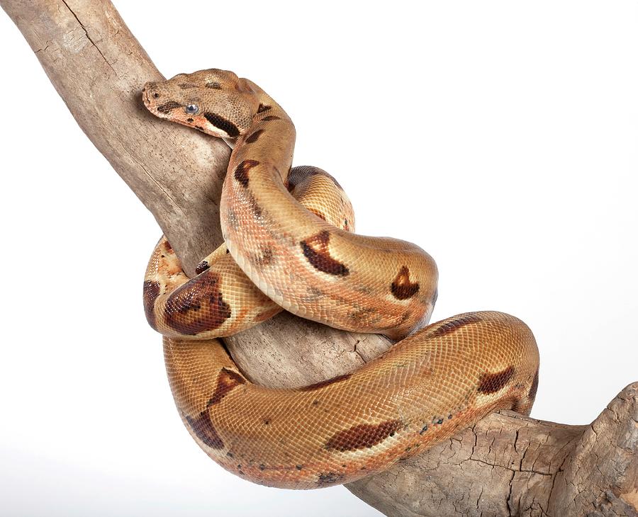 Boa Constrictor Photograph - Salmon Boa Constrictor by Pascal Goetgheluck/science Photo Library