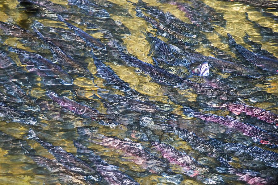 Salmon Carpet Photograph by Yoshiki Nakamura