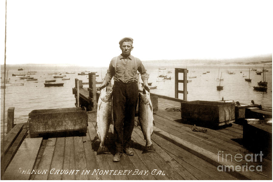 Salmon Photograph - King Salmon caught in Monterey Bay Calif.circa 1915 by Monterey County Historical Society