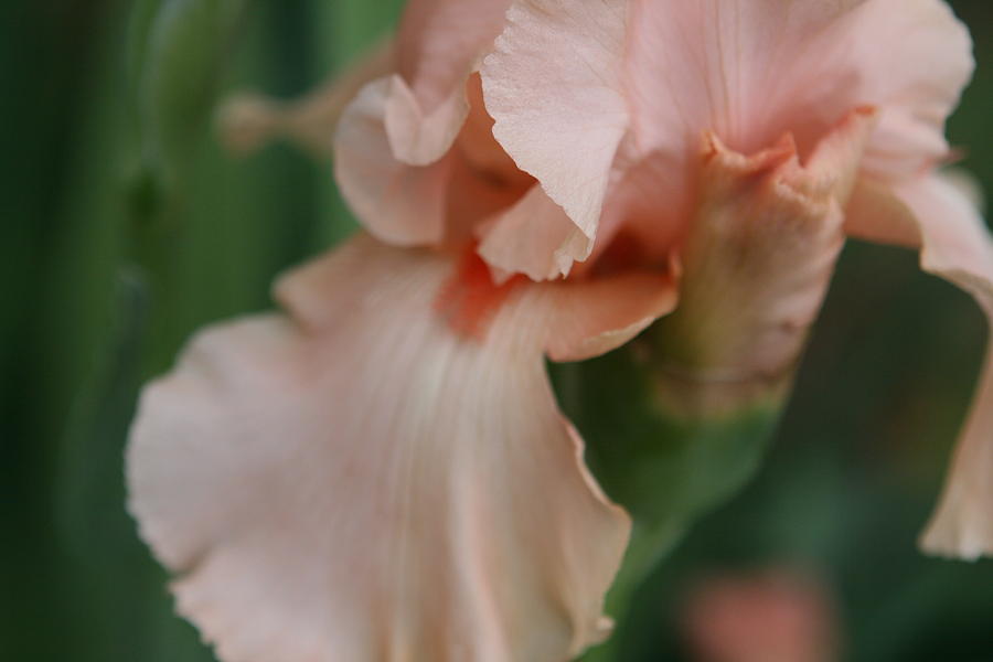 Salmon Colored Iris Photograph by Debbie Sikes