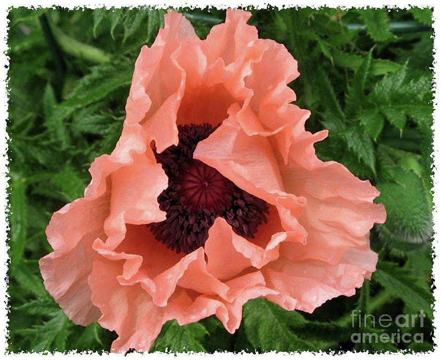 Salmon Colored Poppy Photograph by Barbara A Griffin