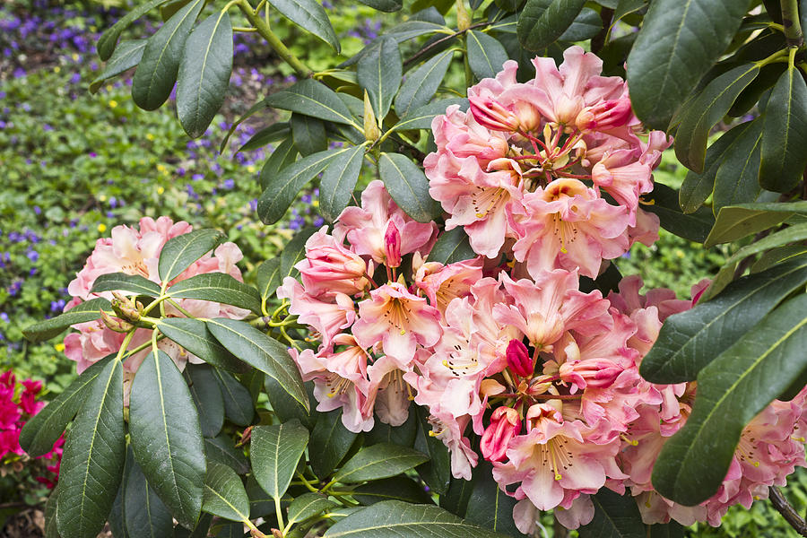 Salmon Colored Rhododendron Photograph by Priya Ghose
