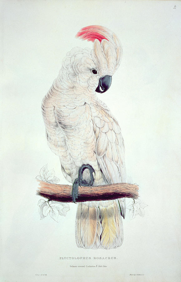 Edward Lear Painting - Salmon Crested Cockatoo by Edward Lear