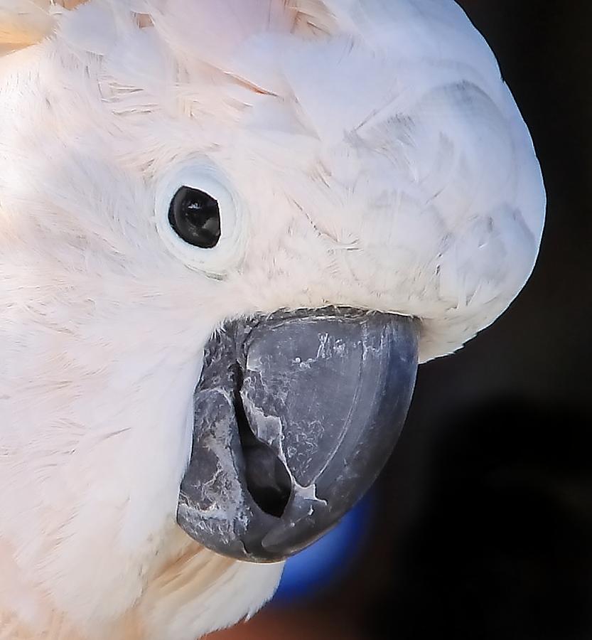 Salmon crested cockatoo Smiling Close up Photograph by Andrea Lazar