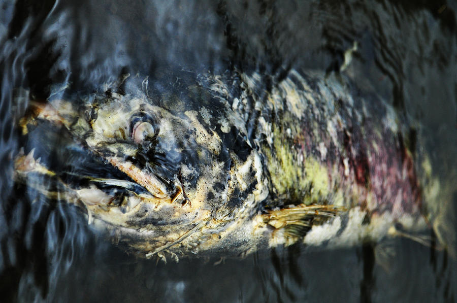 Salmon Photograph - Salmon by Darya Mohler