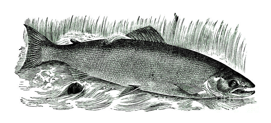 Salmon Drawing 1885 Photograph by Phil Cardamone