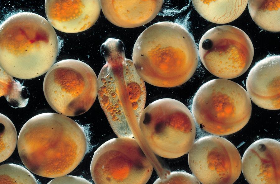 Salmon Eggs And Newly Hatched Fish by George Bernard/science Photo Library