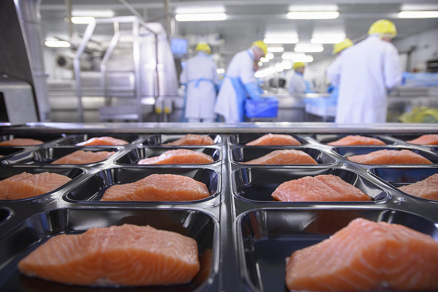Salmon fillets on packaging in foreground of busy food factory Photograph by Monty Rakusen