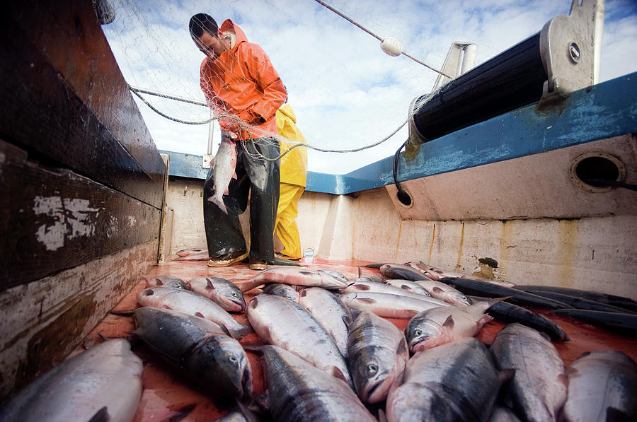 Fish Photograph - Salmon Fisherman Picking Salmon by Nick Hall