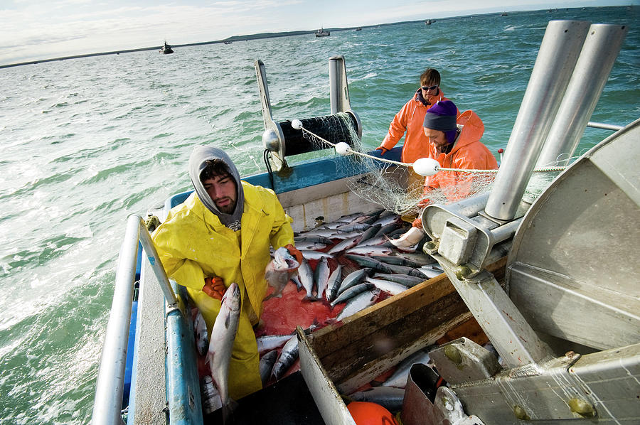 Fish Photograph - Salmon Fishermen Picking Salmon by Nick Hall