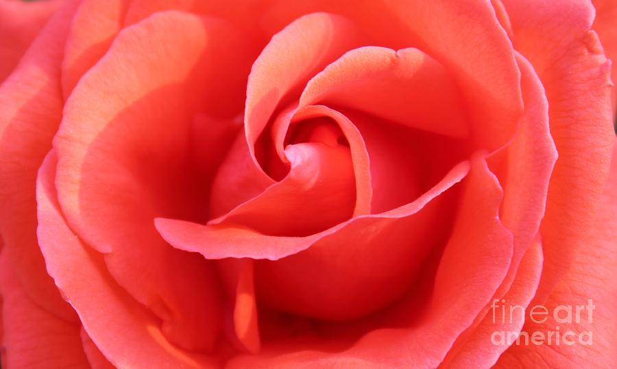Salmon Floral Rose Abstract Photograph by Judy Palkimas