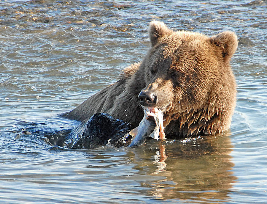  Dining on Salmon   Photograph by Dyle   Warren