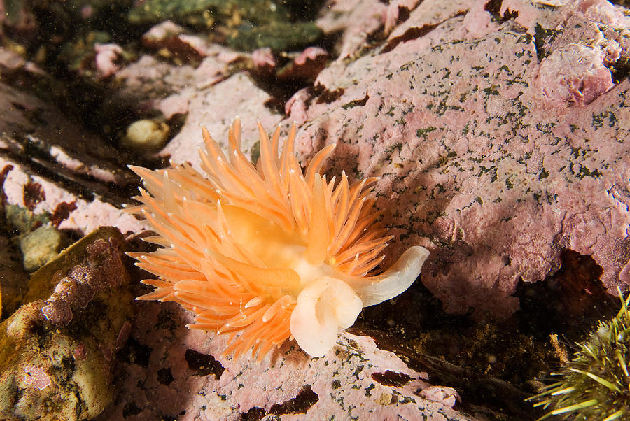 Salmon-gilled Nudibranch Photograph by Andrew J. Martinez