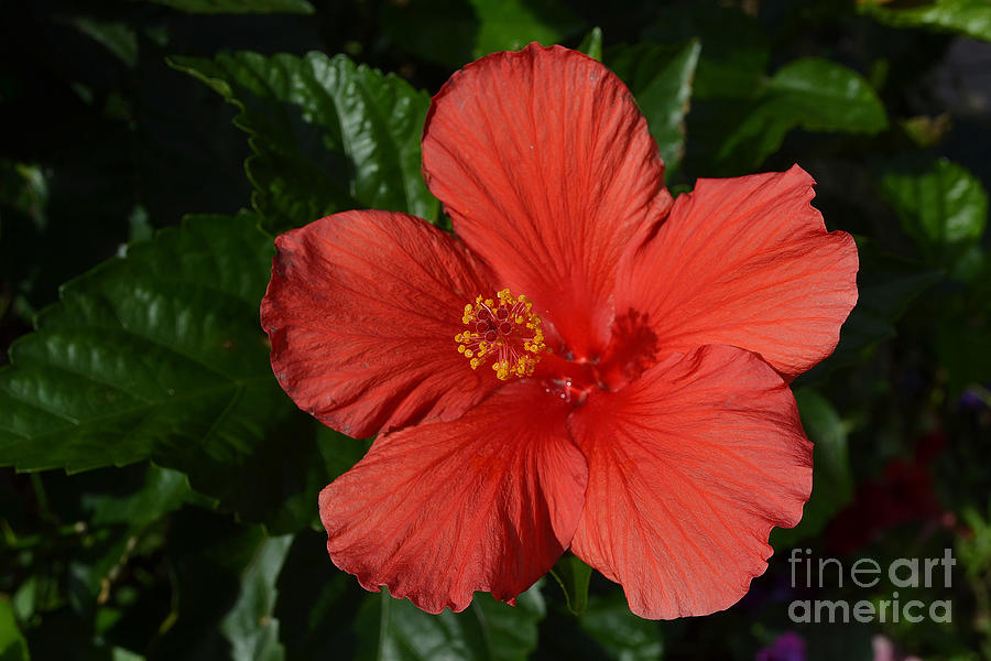 Salmon Hibiscus Flower Photograph by Amy Lucid