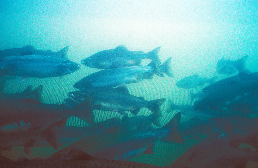 Salmon In Fishing Net Photograph by Greg Ochocki