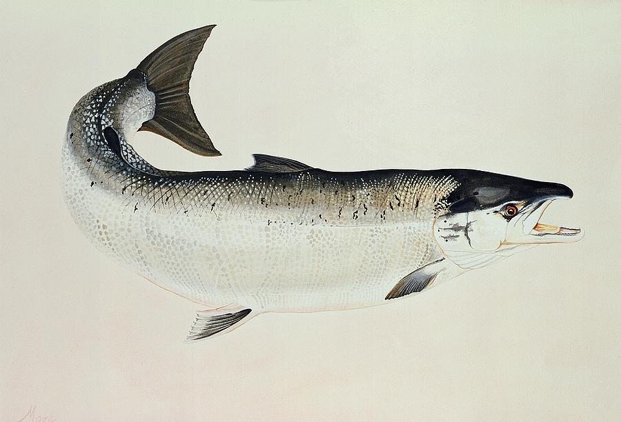Salmon Painting by Jeanne Maze