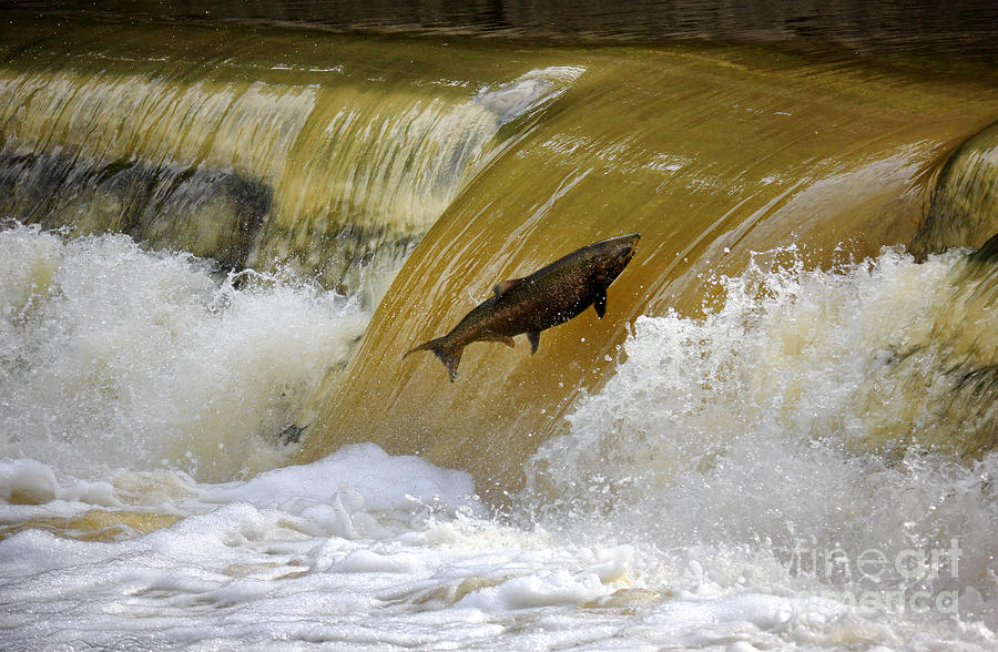 Salmon Jump Photograph by Charline Xia