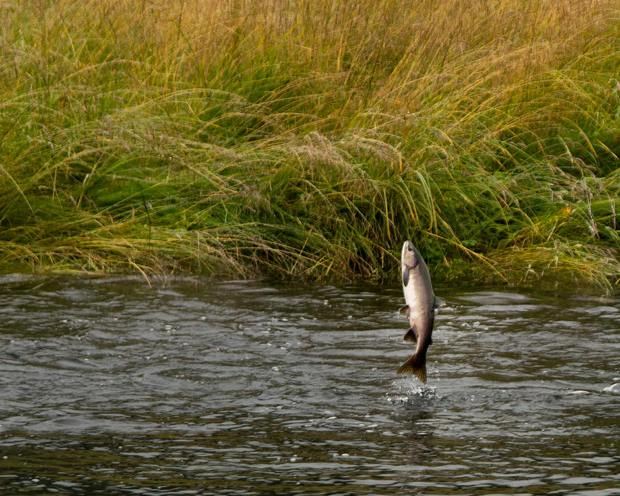 Salmon Jumping in Creek near Sitka AK Photograph by Lois Lake