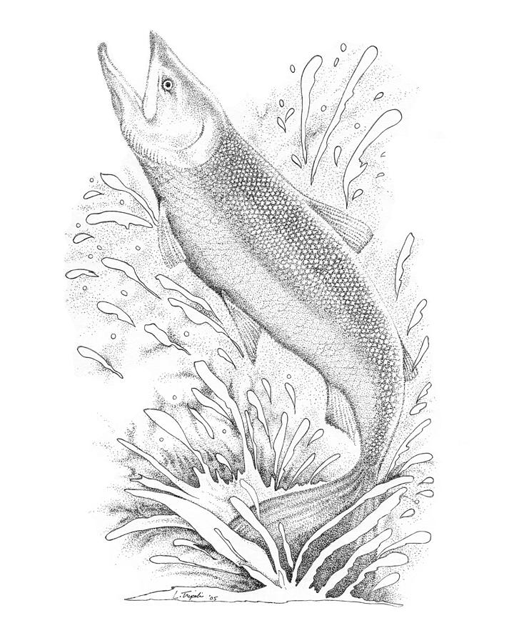 Salmon Drawing by Lawrence Tripoli