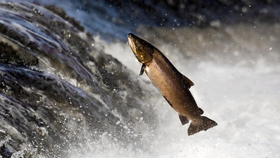 Salmon leaping rapids Photograph by Arctic-tern