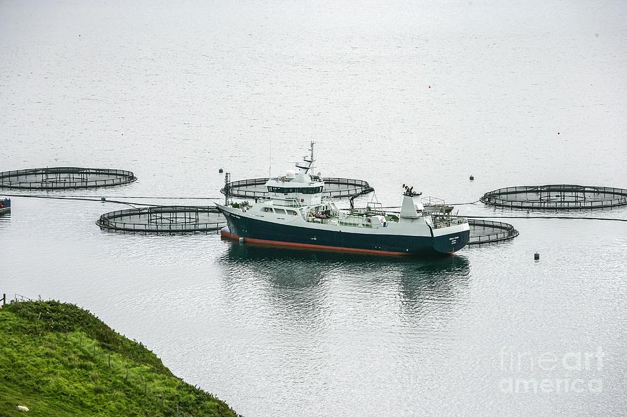 Salmon Photograph - Salmon Pens With Well Boat by Gustoimages