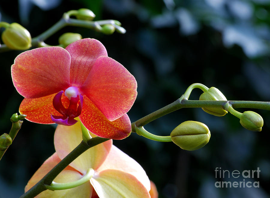 Salmon Pink Orchid and Buds Photograph by Nancy Mueller