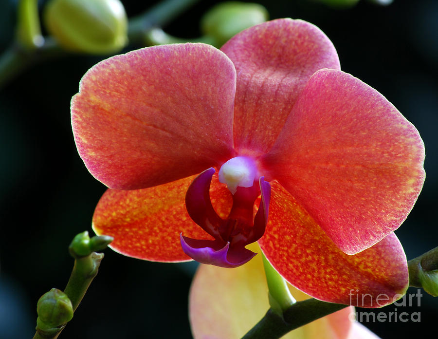 Salmon Pink Orchid Photograph by Nancy Mueller