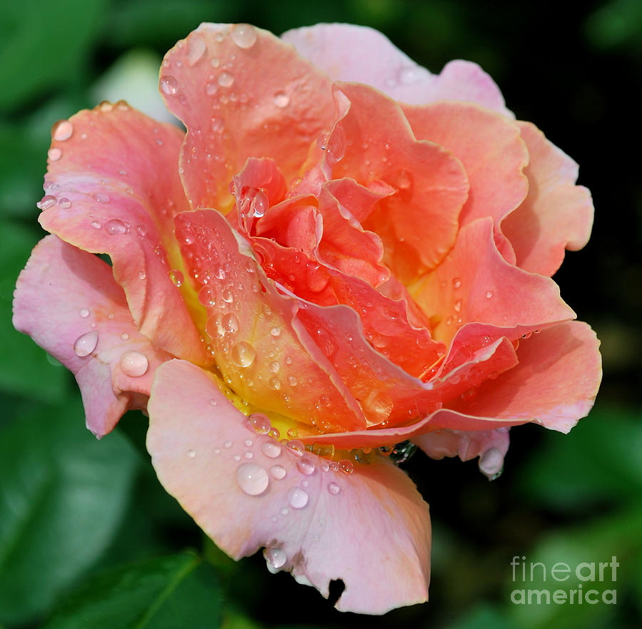 Salmon Pink Rose Photograph