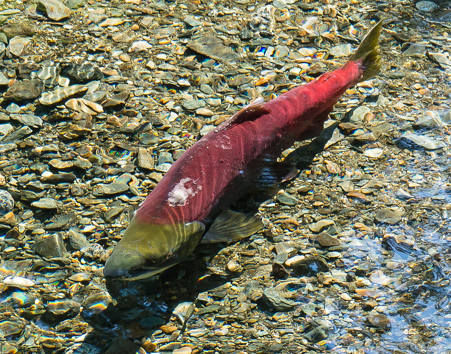Salmon Portrait Photograph by Mark Little