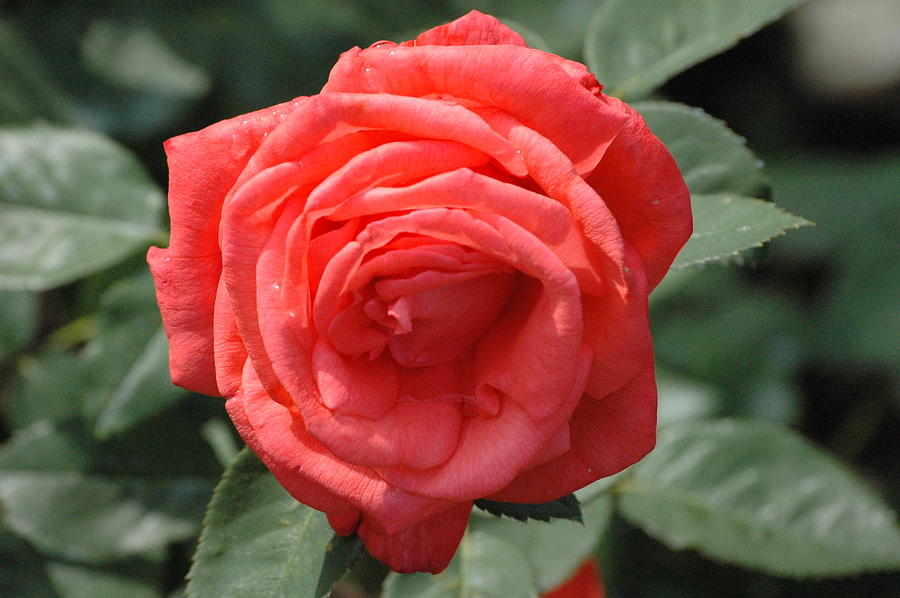Salmon rose in summer 2 by Jim Barbour Salmon rose in summer 2 by Jim Barbour