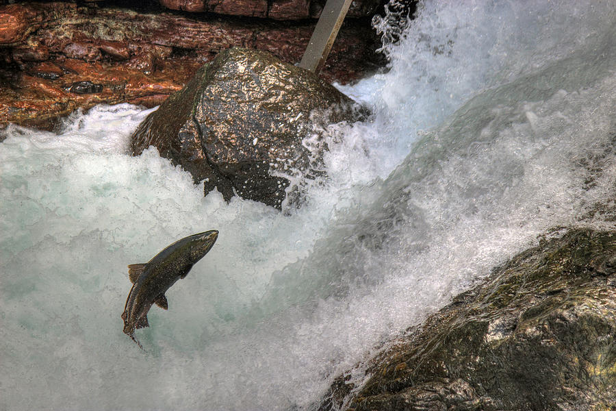 Salmon Run Photograph by Randy Hall
