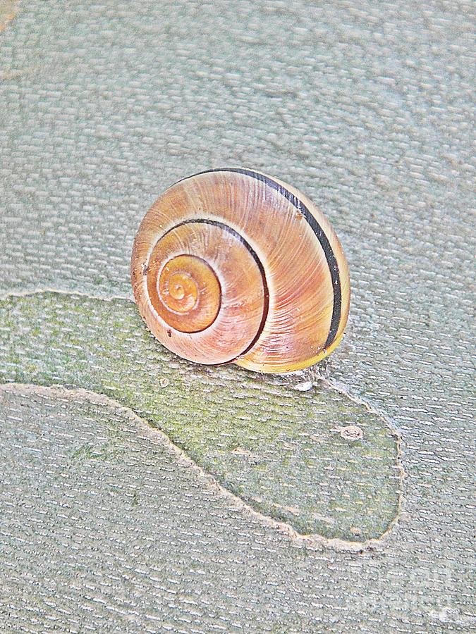 Salmon snail shell on grey treebark Photograph by Karin Ravasio