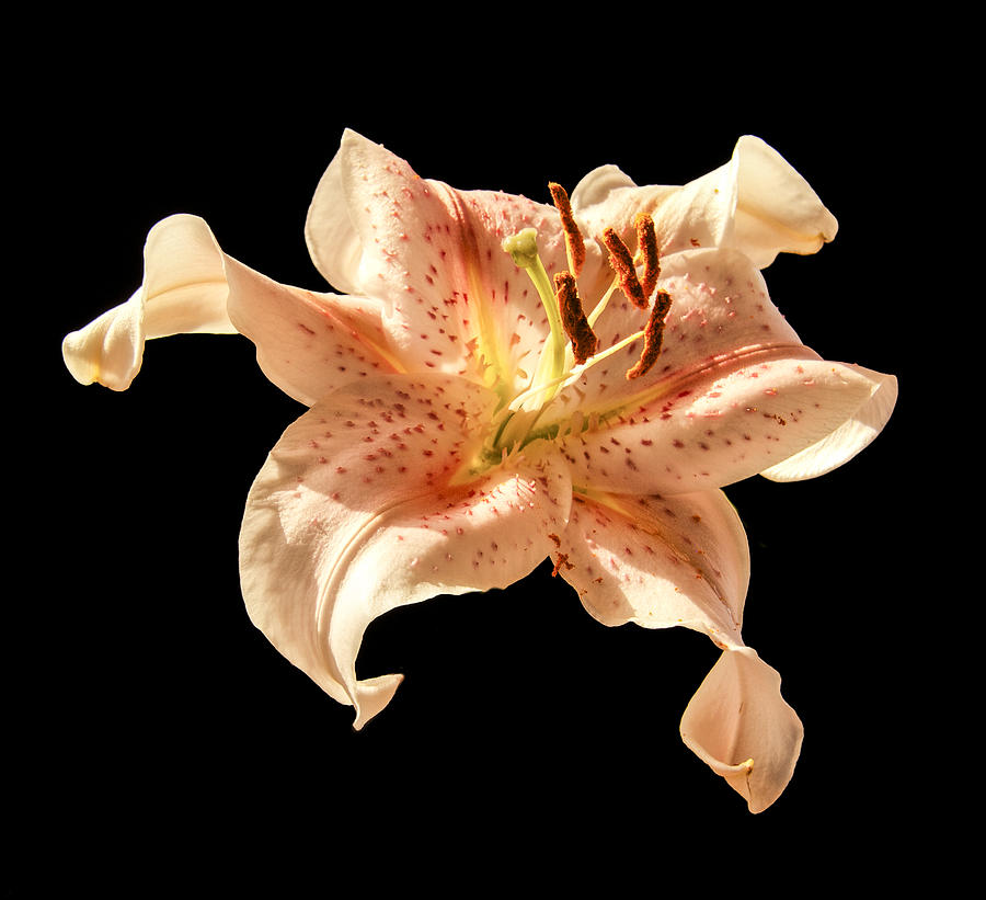 Lily Photograph - Salmon Star by Jean Noren