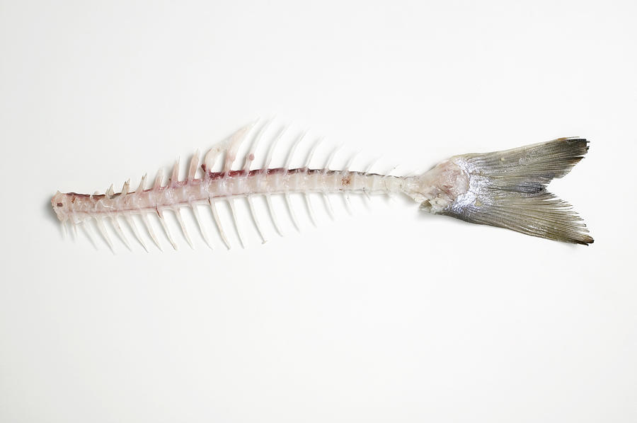 Salmon trout skeleton on white background, close up Photograph by Foodcollection
