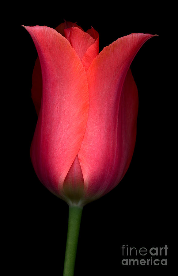 Salmon Tulip Photograph by Oscar Gutierrez