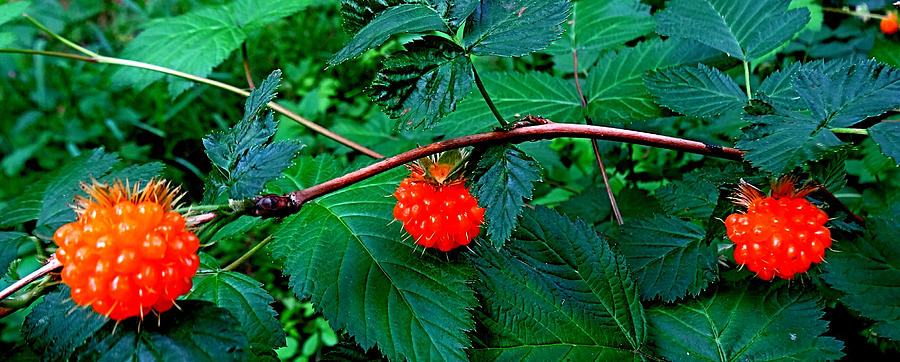 Salmonberries Photograph by Nick Kloepping