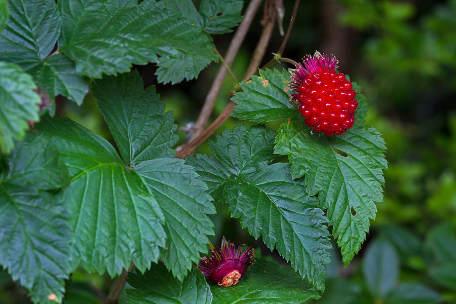 Salmonberry Fruits and Leaves Photograph by Michael Russell