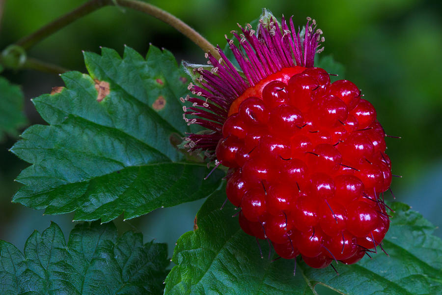 Salmonberry Photograph by Michael Russell