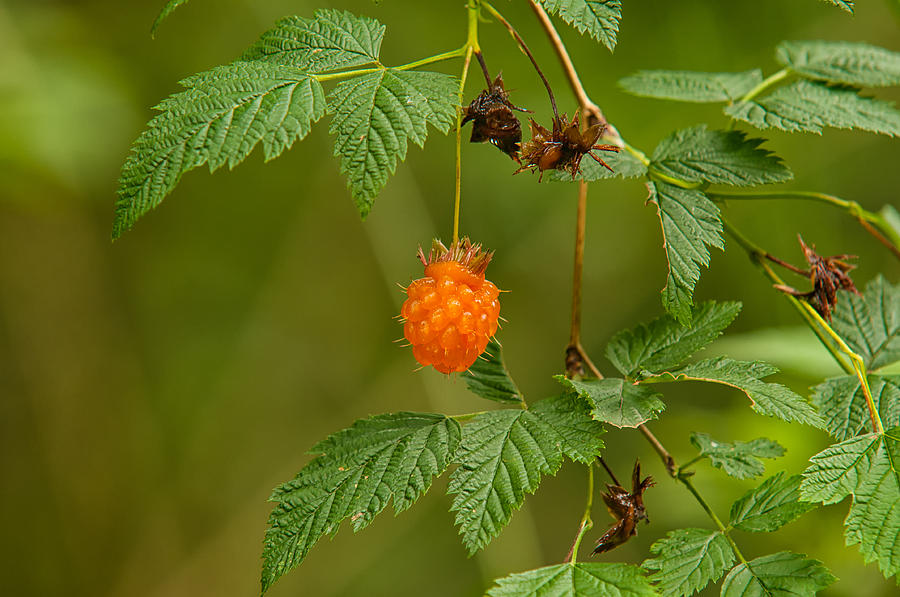 Salmonberry Photograph by Richard Leighton Fine Art America