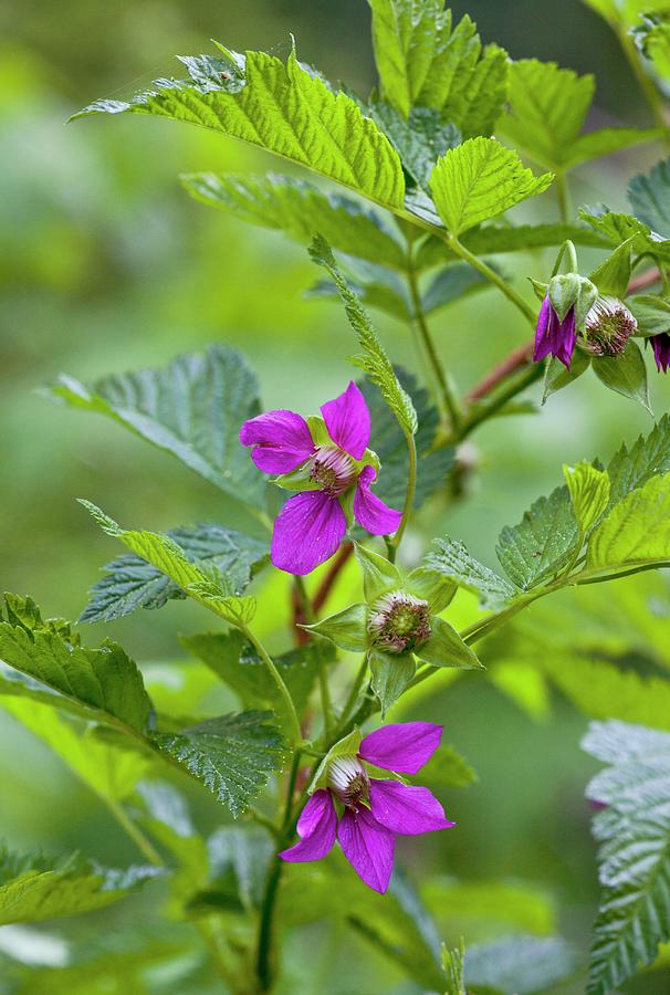 Flower Photograph - Salmonberry (rubus Spectabilis) by Bob Gibbons/science Photo Library