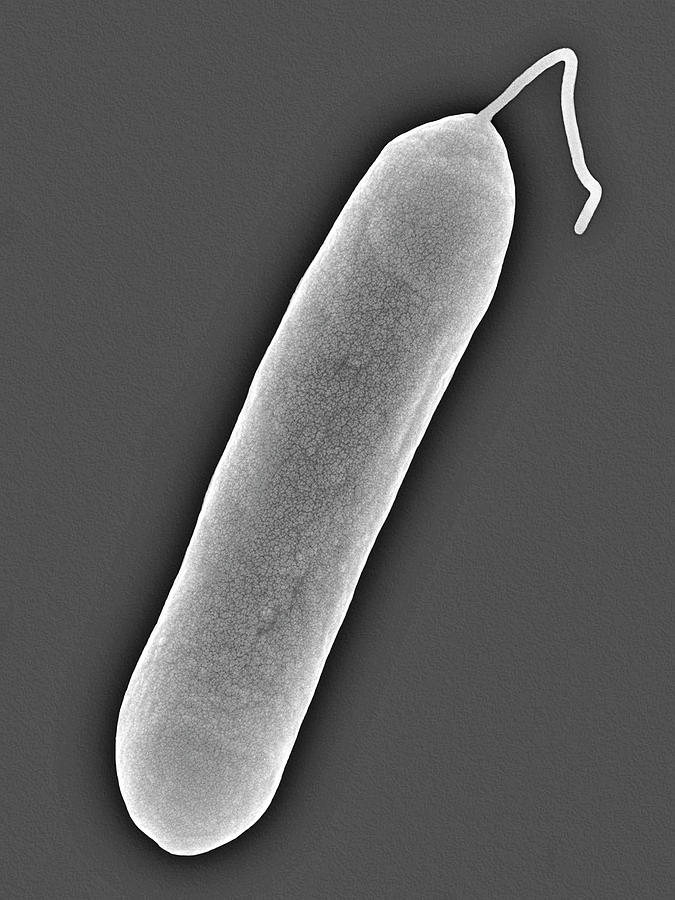 Black And White Photograph - Salmonella Enteritidis by Dennis Kunkel Microscopy/science Photo Library