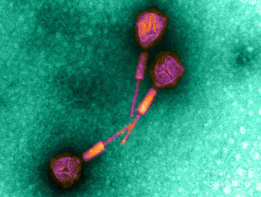 Salmonella Phage, Tem Photograph by Science Source