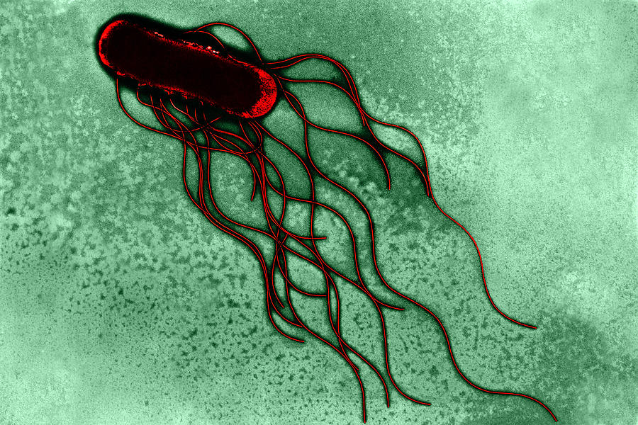 Salmonella, Tem Photograph by Science Source
